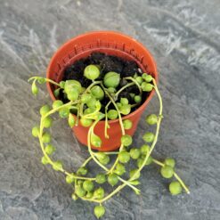Крестовик Роули горшок 5 см, Senecio rowleyanus суккулент для декора, Жемчужный крестовик мини растение, Суккулент с круглыми листьями 5 см, Нитка жемчуга горшок маленький, Senecio rowleyanus для флорариума, Сенецио Роули декоративный суккулент, Крестовик Роули горшок миниатюрный, Сенечио с нитевидными побегами растение, Декоративный крестовик нитка жемчуга, Суккулент Роули для интерьера, Senecio rowleyanus мини горшок, Хрестовик Роулі горщик 5 см, Senecio rowleyanus сукулент для декору, Перлинний хрестовик міні рослина, Сукулент з круглим листям 5 см, Нитка перлів горщик маленький, Senecio rowleyanus для флораріуму, Сенеціо Роулі декоративний сукулент, Хрестовик Роулі горщик мініатюрний, Сенечіо з ниткоподібними пагонами рослина, Декоративний хрестовик нитка перлів, Сукулент Роулі для інтер'єру, Senecio rowleyanus міні горщик