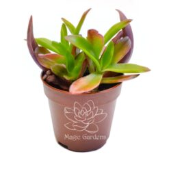 Крассула Капителла (Crassula Capitella)