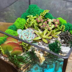 Флорариум в кубе с суккулентами