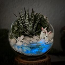 Флорариум с суккулентом Год Кролика