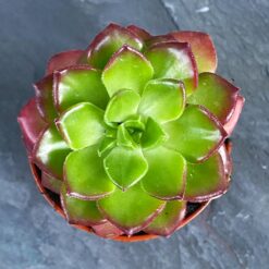 Ехеверія Мультикауліс або Мідна Роза (Echeveria Multicaulis
