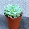 Ехеверія витончена ( Echeveria Elegans)