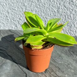 Крассула Капителла (Crassula Capitella)