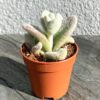 Каланхоє еріофілла, войлочне ( Kalanchoe Eriophylla)