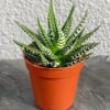 Хавортія Біг Бенд (Haworthia Big Band)