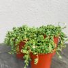 Крестовник Геррейна, Крестовник гвозделистный (Senecio Herreianus)