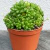 Хавортия ладьевидная (Haworthia cymbiformis)
