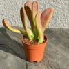 Каланхое Орикула (Kalanchoe Oricula)