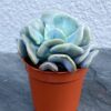 160 ГРН Эхеверия Кубик Фрост - Echeveria Cubic Frost, Эхеверия Кубический Мороз ЭХЕВЕРИЯ КУБИК ФРОСТ - ECHEVERIA CUBIC FROST