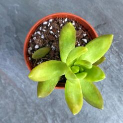 Очиток Нусбаумера (Sedum Nussbaumerianum)