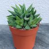 Хавортія Aтенуата (Haworthia attenuata)