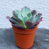 Ехеверія Нєон Брекер (Echeveria Neon Breakers)