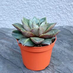 Эхеверія китайська (Echeveria Chinesis)
