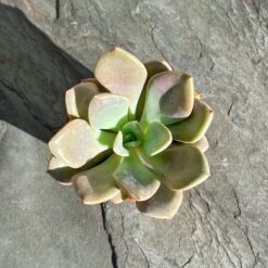 Echeveria METALLICA