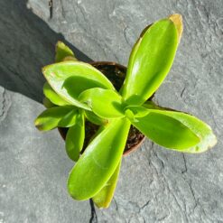 Крассула Капителла (Crassula Capitella)