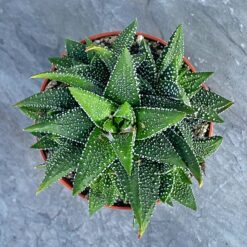 Хавортія Aтенуата (Haworthia attenuata)