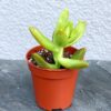 Очиток Нусбаумера (Sedum Nussbaumerianum)