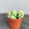 Sedum Burrito (Седум Буррито)