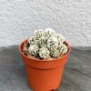 Mammillaria gracilis fragilis monstrose Arizona Snowcap
