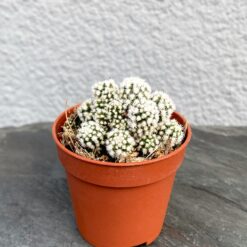 Mammillaria gracilis fragilis monstrose Arizona Snowcap