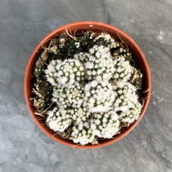 Mammillaria gracilis fragilis monstrose Arizona Snowcap