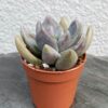 Sedeveria Blue mist, Седеверия Блю мист) 2 листовых черенка Седеверия 