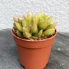Седум Адольфа — Sedum Adolphii