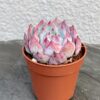 Echeveria minima
