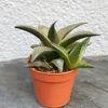 Хавортия мозаичная Хавортия шахматная Hawortia tesselata