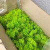 Мох ягель стабилизированный цвет Grass Green Light салат