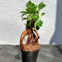 
Фікус Гінсенг Ретуза ( Ficus Ginseng Retusa)