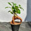 Фікус Гінсенг Ретуза ( Ficus Ginseng Retusa)