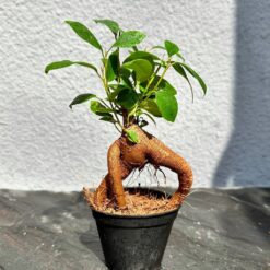 
Фікус Гінсенг Ретуза ( Ficus Ginseng Retusa)