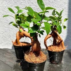 
Фікус Гінсенг Ретуза ( Ficus Ginseng Retusa)