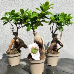 Фікус Гінсенг Мікрокарпа ( Ficus Ginseng Microcarpa)