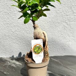 Фікус Гінсенг Мікрокарпа ( Ficus Ginseng Microcarpa)