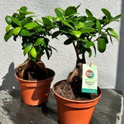 
Фікус Гінсенг Мікрокарпа ( Ficus Ginseng Microcarpa)