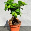 Фікус Гінсенг Мікрокарпа ( Ficus Ginseng Microcarpa)