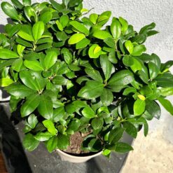 Фікус Гінсенг Мікрокарпа ( Ficus Ginseng Microcarpa)