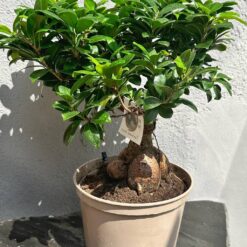 Фікус Гінсенг Мікрокарпа ( Ficus Ginseng Microcarpa)