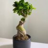 Фікус Гінсенг Мікрокарпа Ficus Ginseng Microcarpa