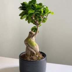 Фікус Гінсенг Мікрокарпа Ficus Ginseng Microcarpa