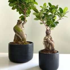 Фікус Гінсенг Мікрокарпа Ficus Ginseng Microcarpa