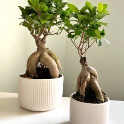 Фікус Гінсенг Мікрокарпа Ficus Ginseng Microcarpa