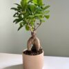 Фікус Гінсенг Мікрокарпа Ficus Ginseng Microcarpa