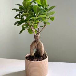 
Фікус Гінсенг Мікрокарпа Ficus Ginseng Microcarpa