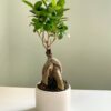 Фікус Гінсенг Мікрокарпа Ficus Ginseng Microcarpa