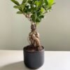 Фікус Гінсенг Мікрокарпа Ficus Ginseng Microcarpa