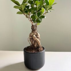 
Фікус Гінсенг Мікрокарпа Ficus Ginseng Microcarpa