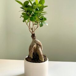 
Фікус Гінсенг Мікрокарпа Ficus Ginseng Microcarpa